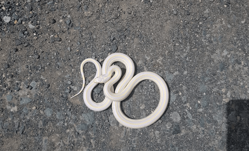 Imagen del ejemplar avistado en el Cascajo de Jinámar / TA